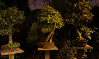 Bonsai Garden At Night